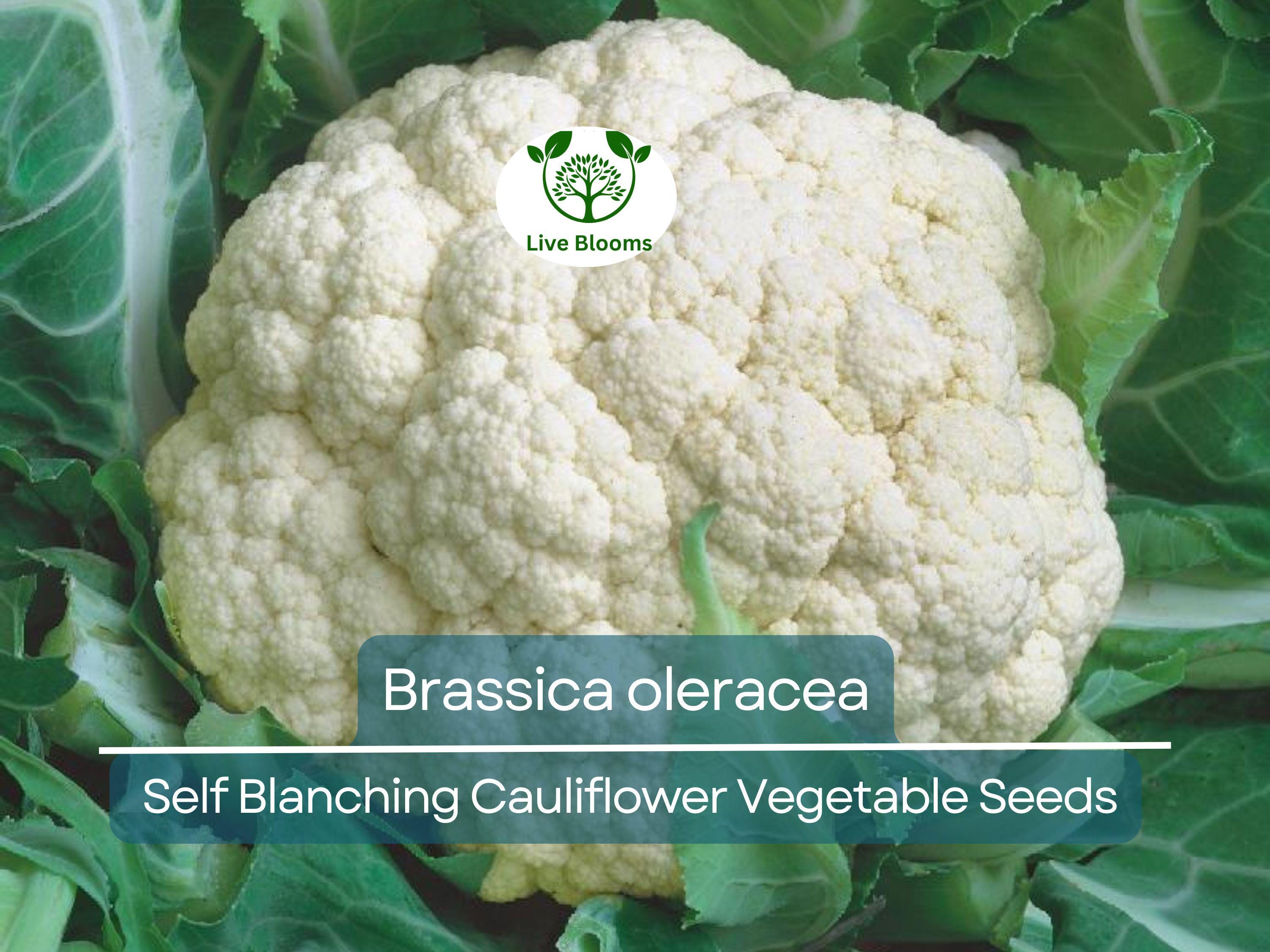 1 Gram Seeds Cauliflower Self-Blanching – Brassica oleracea Vegetable for Planting | Easy to Grow, Tender Heads, Garden Favorite