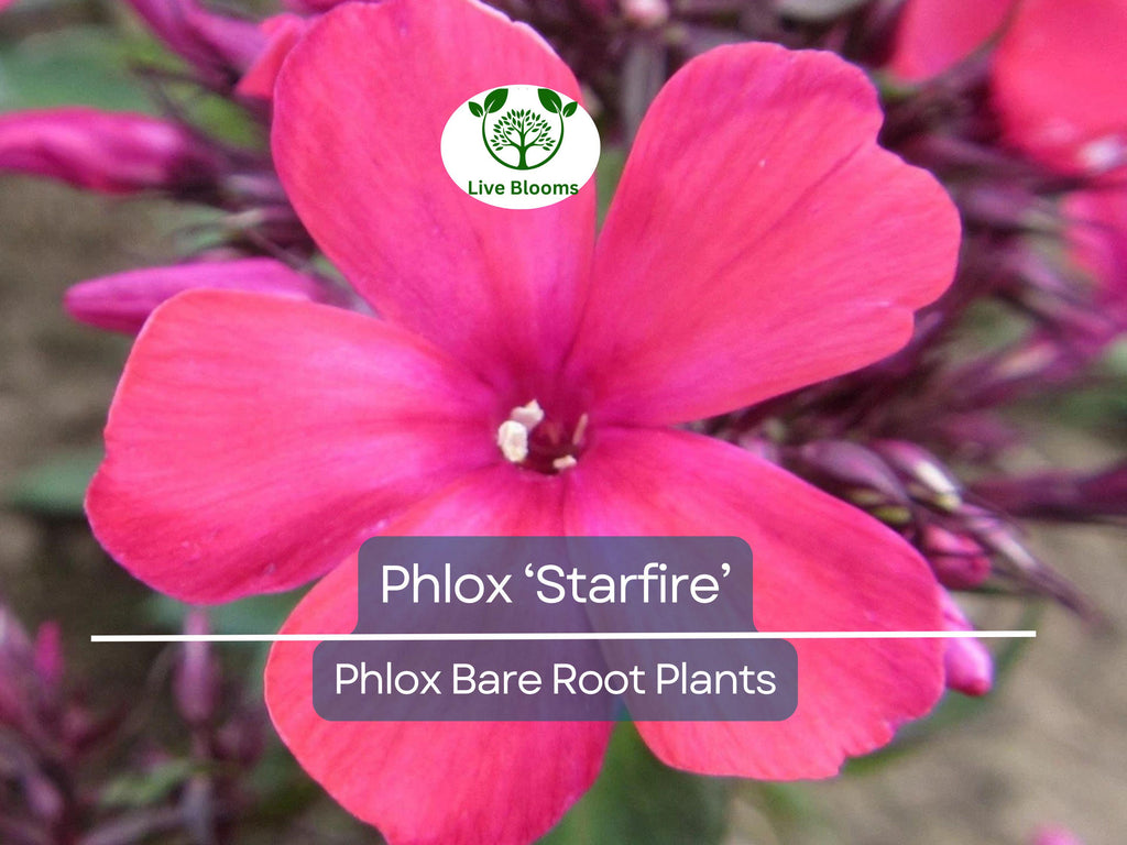 1 Phlox ‘Starfire’ – Live Bare Root Plant – Bright Red Summer Flowers – Pollinator-Friendly Perennial for Borders & Gardens