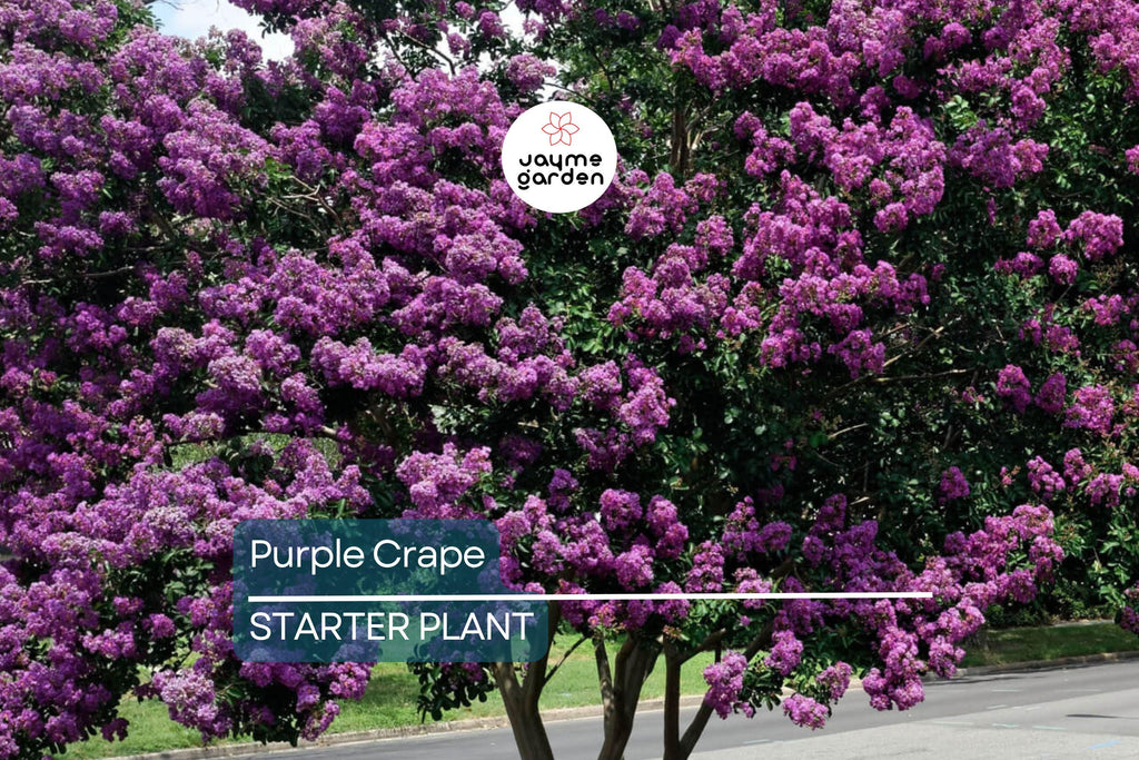 2 LIVE Purple Crape Myrtle Plants 2+ft | Ready to Plant Now | Beautiful Garden Trees, Bare Root