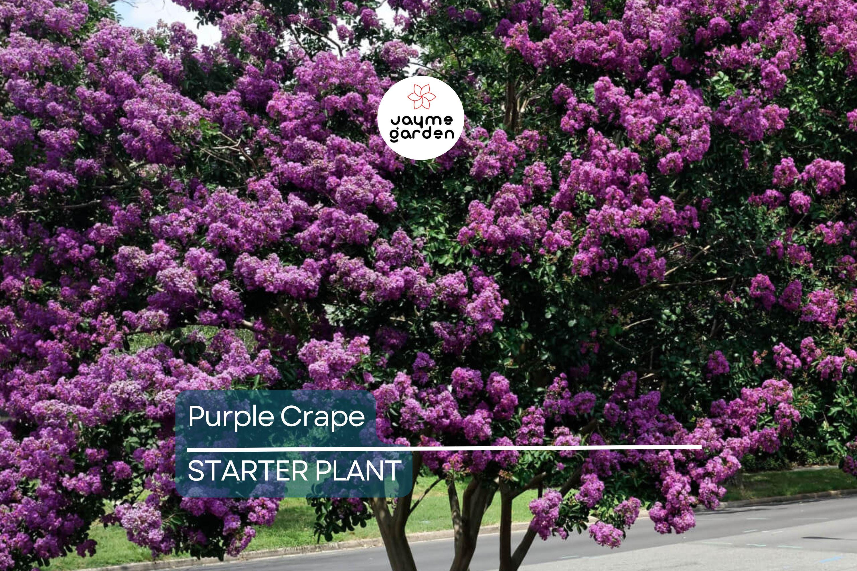 2 LIVE Purple Crape Myrtle Plants 2+ft | Ready to Plant Now | Beautiful Garden Trees, Bare Root