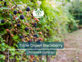 5 TRIPLE CROWN BLACKBERRY Scion Cuttings (Rubus fruticosus) for Rooting or Grafting, 8-10", Heirloom, Sweet Blackberry Bush