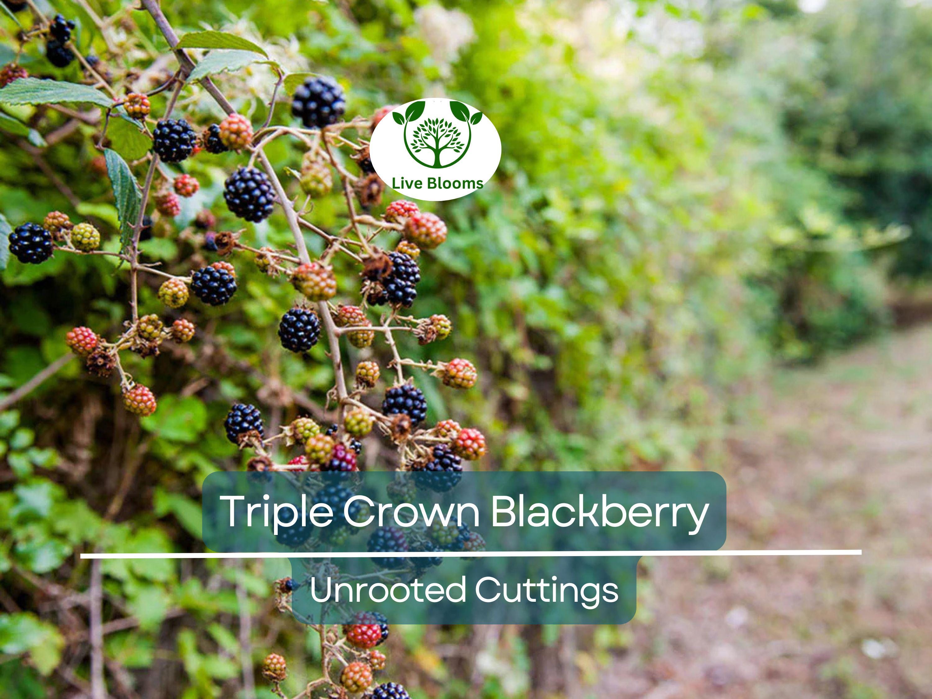 5 TRIPLE CROWN BLACKBERRY Scion Cuttings (Rubus fruticosus) for Rooting or Grafting, 8-10", Heirloom, Sweet Blackberry Bush