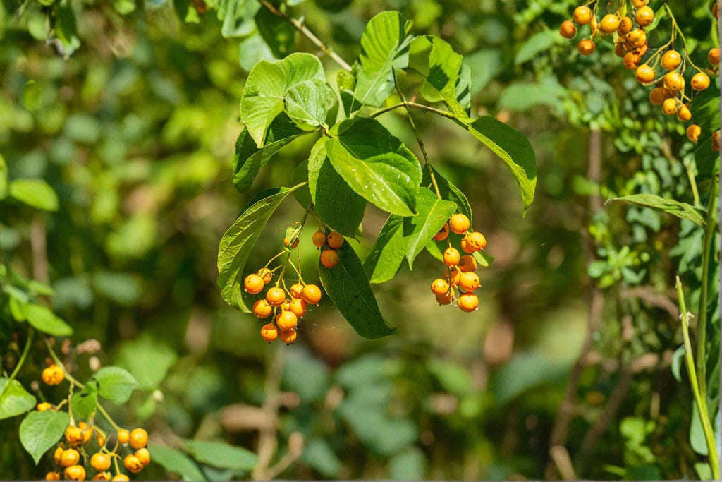 Celastrus scandens – American Bittersweet 30 Seeds | Native Climbing Vine | Bright Orange-Red Berries | Wildlife Favorite