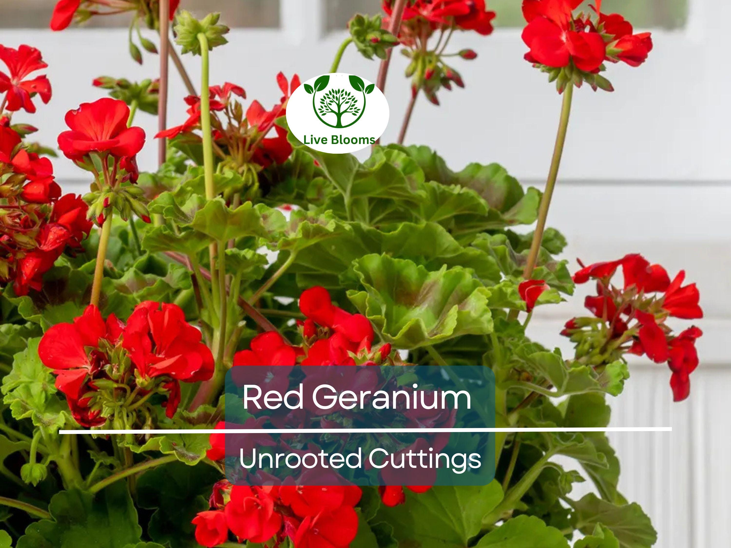 5 Organic Red Geranium Unrooted Cuttings 5-8" - Fresh, Easy to Root, Pelargonium - Vibrant Red Blooms, for Garden, Pots, or Hanging Baskets