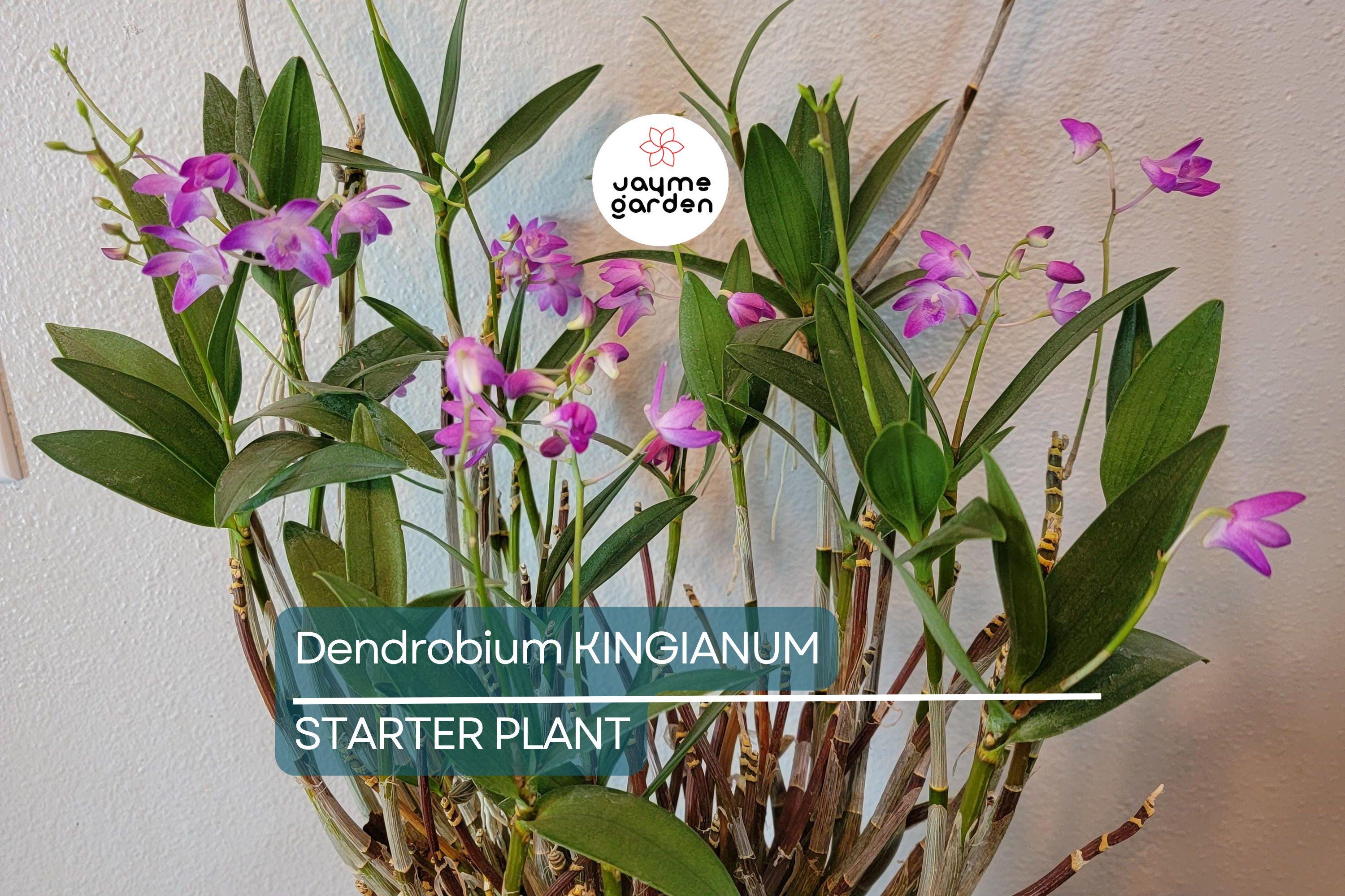 Dendrobium kingianum Orchid | Fragrant Pink Miniature Flower | 5-Inch Bare Root Starter Plant | Easy to Grow for Beginners