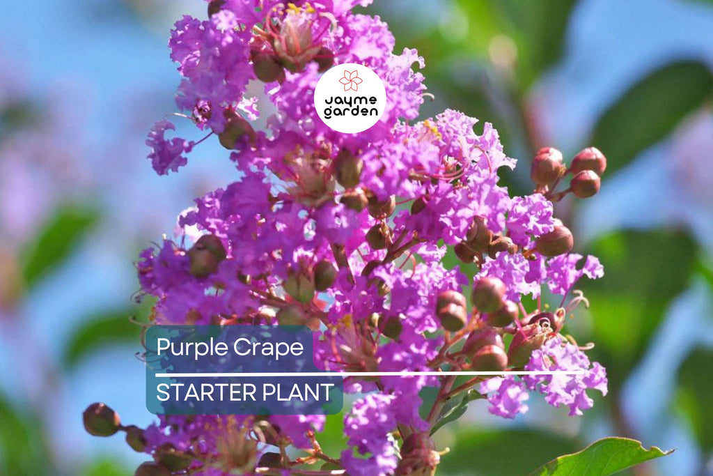 2 LIVE Purple Crape Myrtle Plants 2+ft | Ready to Plant Now | Beautiful Garden Trees, Bare Root
