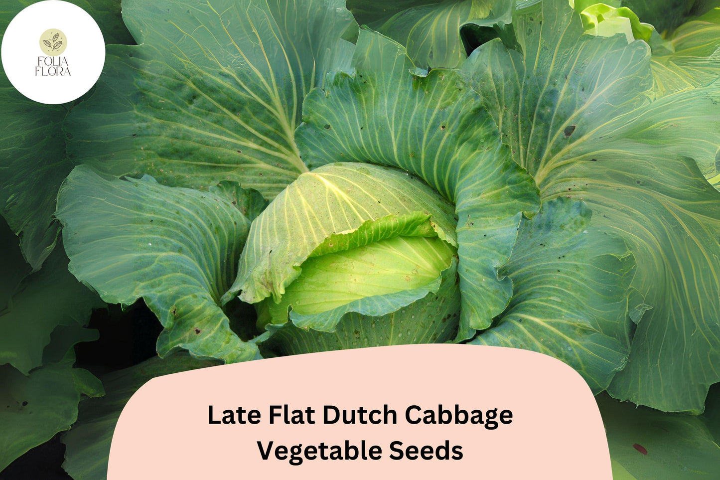 500+ Late Flat Dutch Cabbage Seeds | Brassica oleracea | Heirloom Large-Head Storage Cabbage for Garden Planting