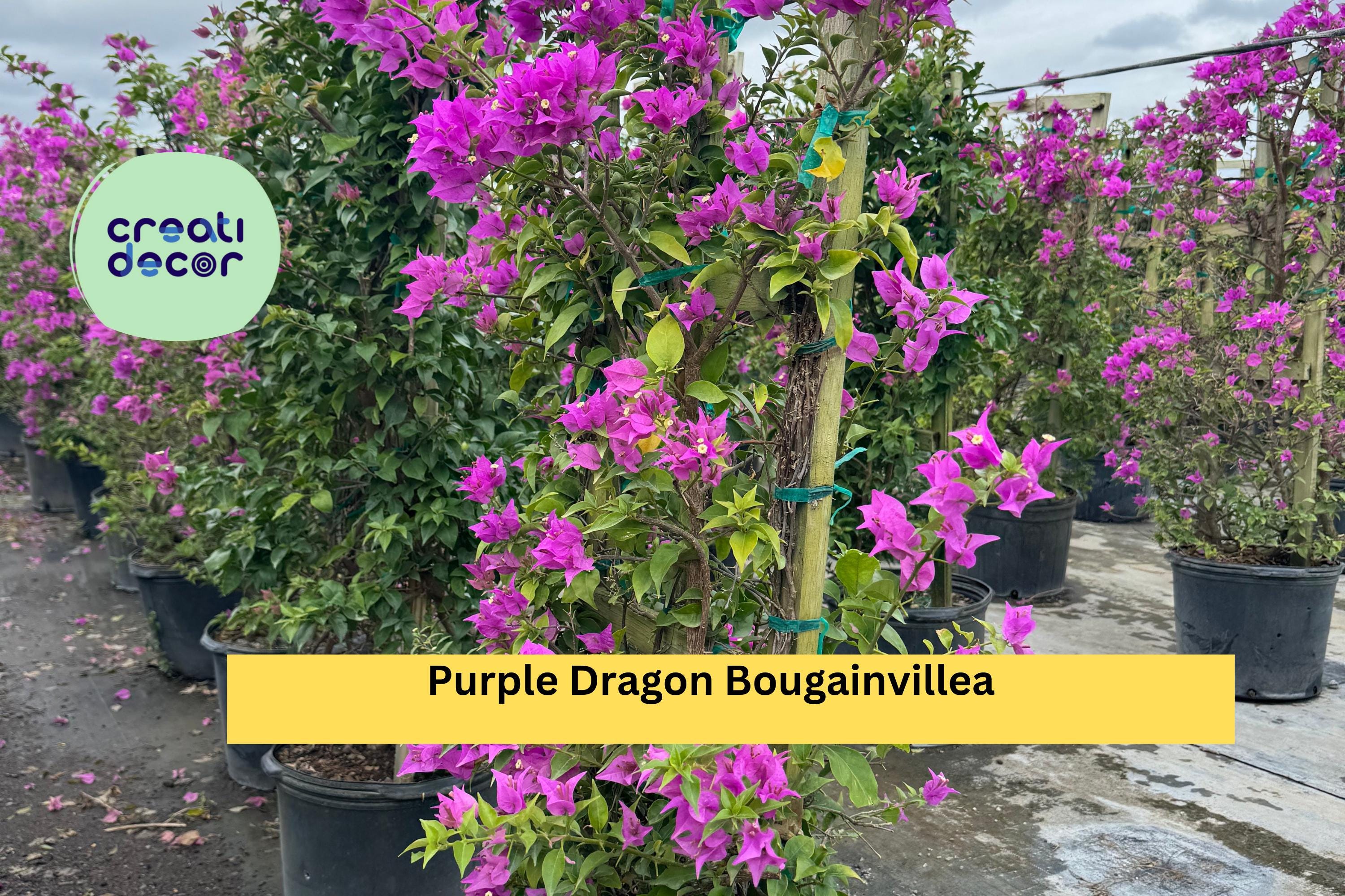 Purple Dragon Bougainvillea | Live Rooted Starter Plug Plant | Small Flowering Vine for Trellis, Fence, or Container Garden
