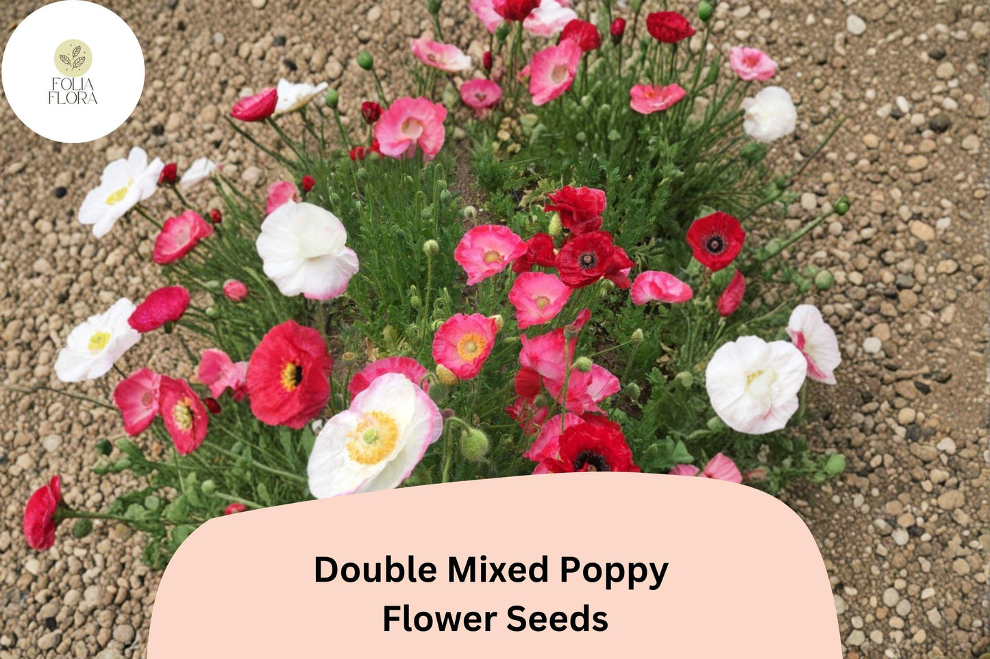 200+ Double Mixed Poppy Seeds for Garden Planting – Colorful Frilled Blooms, Easy to Grow Flowers