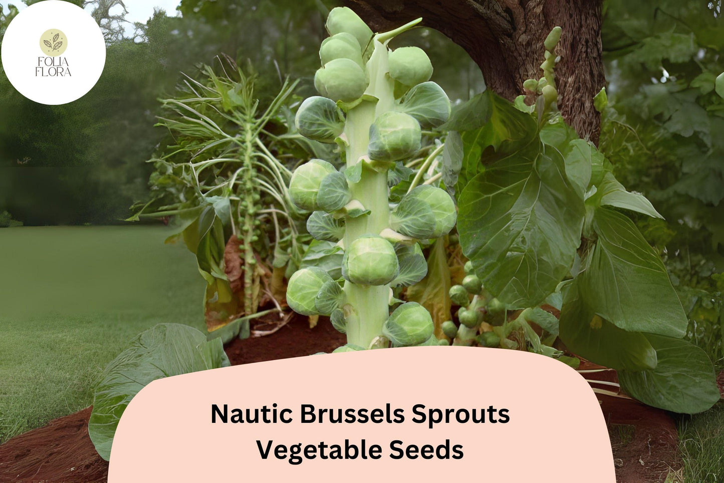500+ Nautic F1 Brussels Sprouts Seeds – High-Yield Hybrid for Garden & Fall Harvest