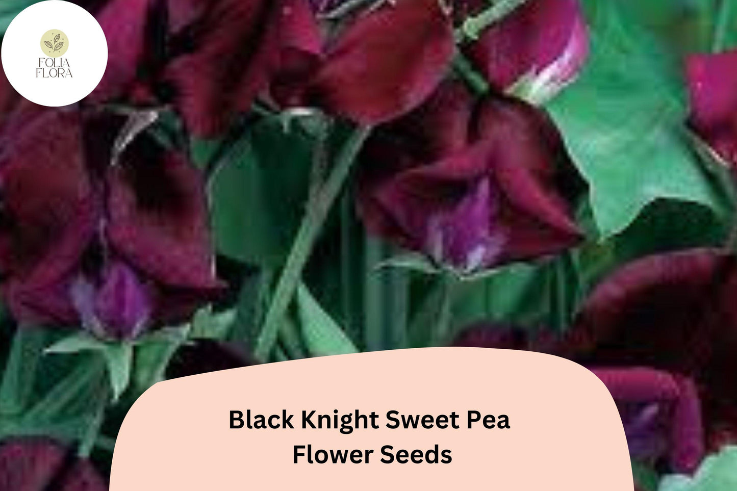 50+ Black Knight Sweet Pea Seeds | Dark Purple Climbing Annual Flower for Trellis, Garden