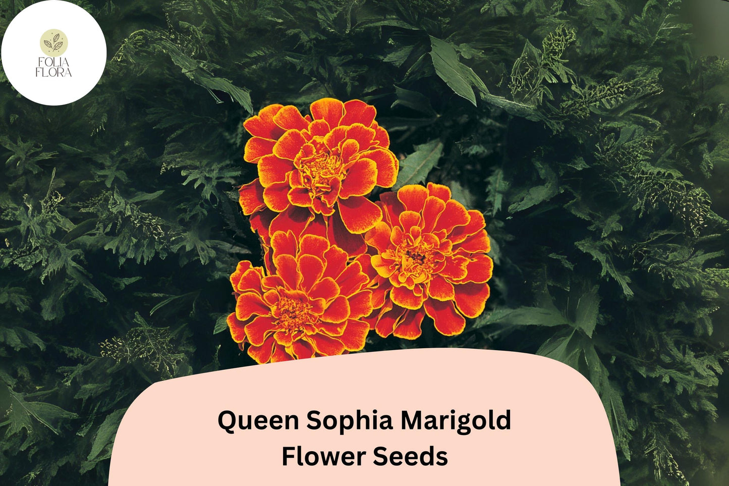 25+ Queen Sophia Marigold Seeds | Tagetes patula | Compact French Marigold with Orange-Red & Gold Blooms | Garden Flower Seeds