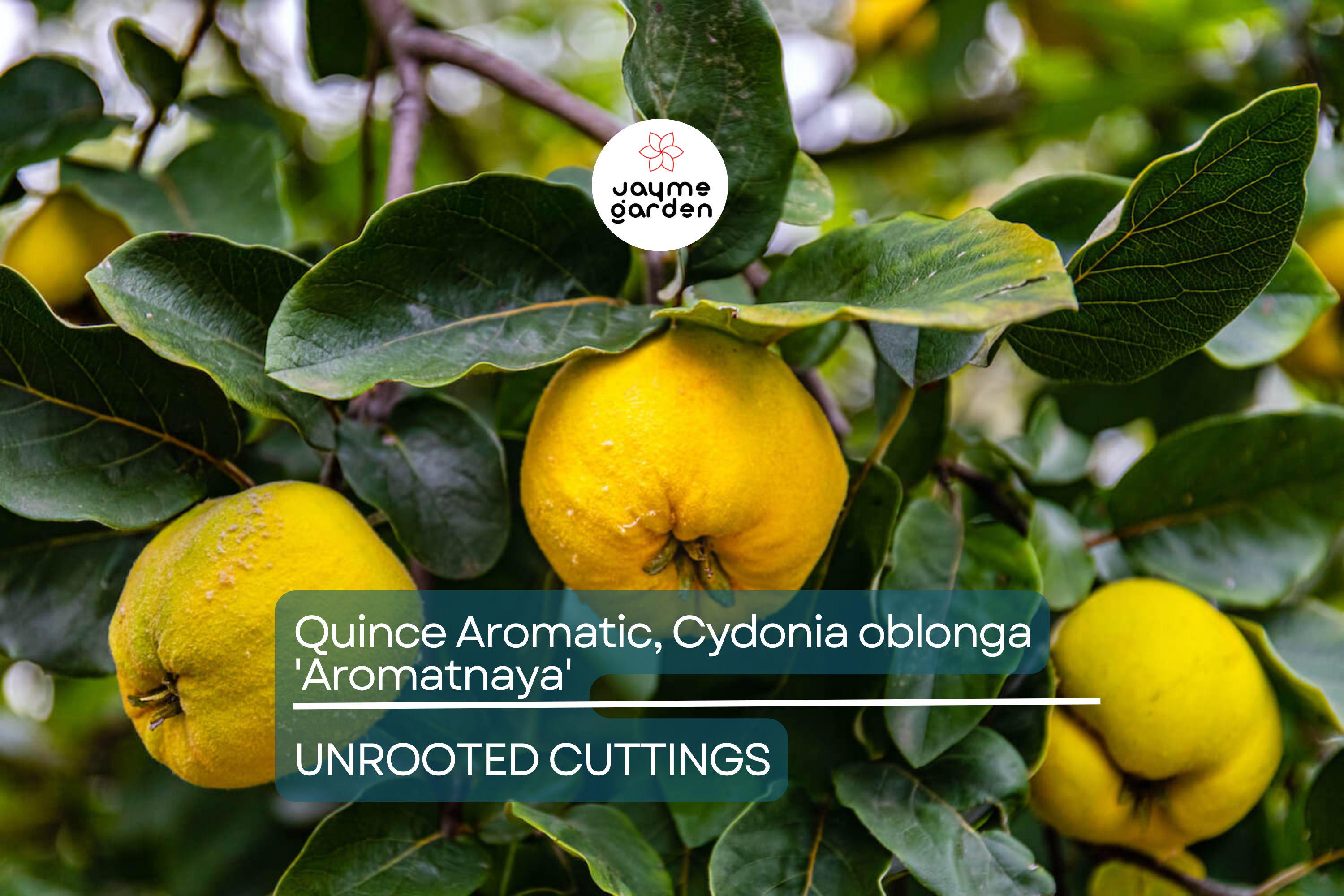 Quince Aromatic 'Aromatnaya' | 4 Hardwood Cuttings | Pineapple-Like Flavor | Self-Fertile | Disease-Resistant | Perfect for Cooking