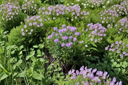 Monarda fistulosa/Wild Bergamot – 100 Seeds | Native Prairie Perennial | Lavender Blooms | Pollinator Powerhouse