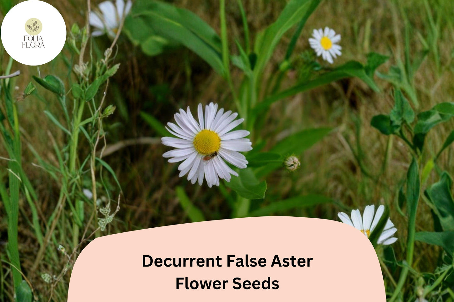 500 Decurrent False Aster Seeds | Boltonia decurrens | Native Wetland Wildflower | White Bloom for Pollinator