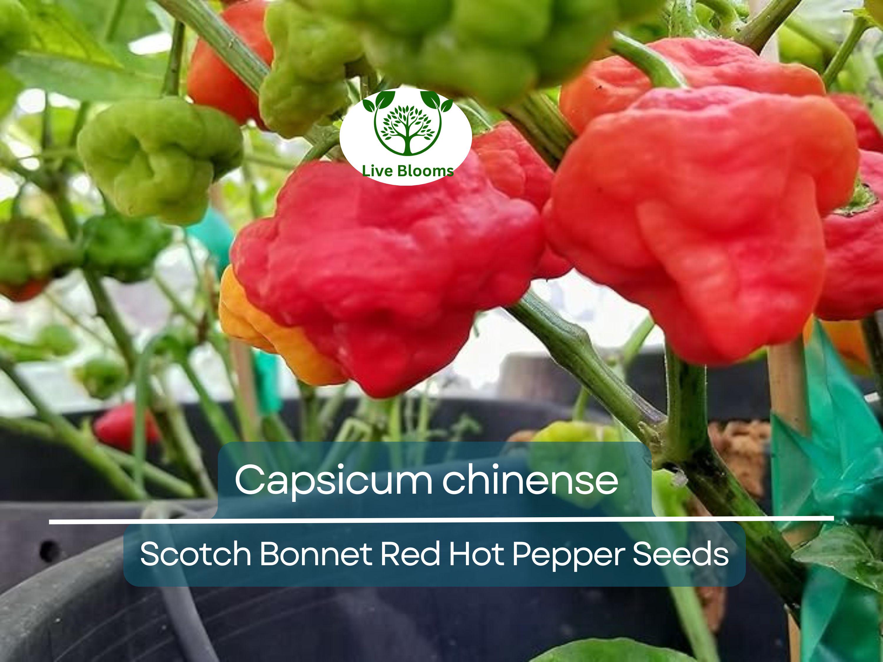 30 Seeds Scotch Bonnet Red Hot Pepper (Capsicum chinense) - Super Spicy, Habanero-Style, Caribbean Hot Pepper for Planting