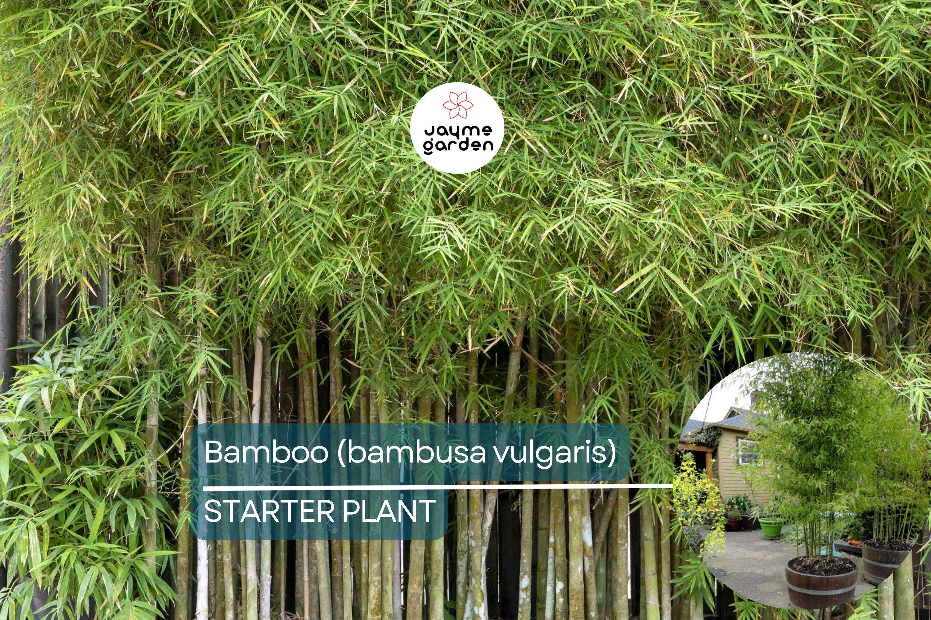 1 Bamboo Plant 12″-24″ - Live Bambusa vulgaris | Vibrant Tree for Gardens, Privacy Screens, and Sustainable Landscapes