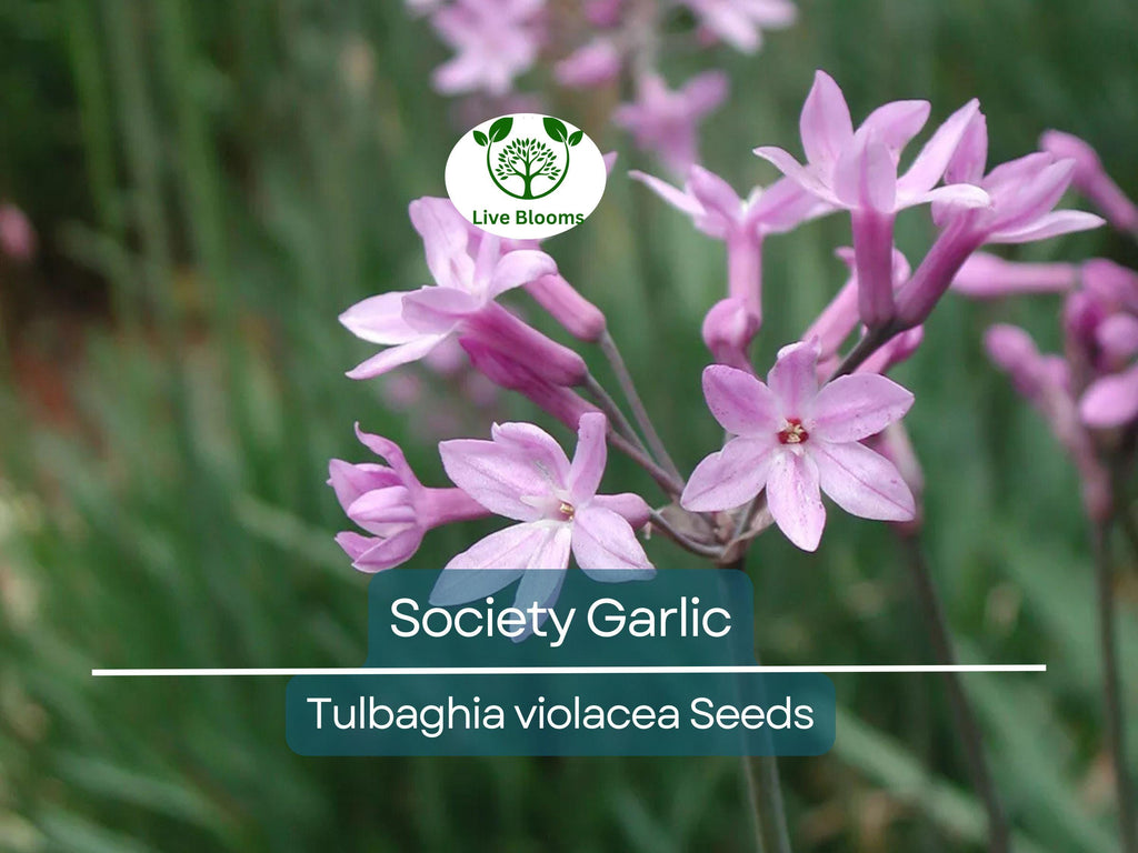 50 Society Garlic Seeds - Ornamental, Edible, Perennial, Flowering (T. violacea) - Purple Blooms, Aromatic, Garden & Culinary Use