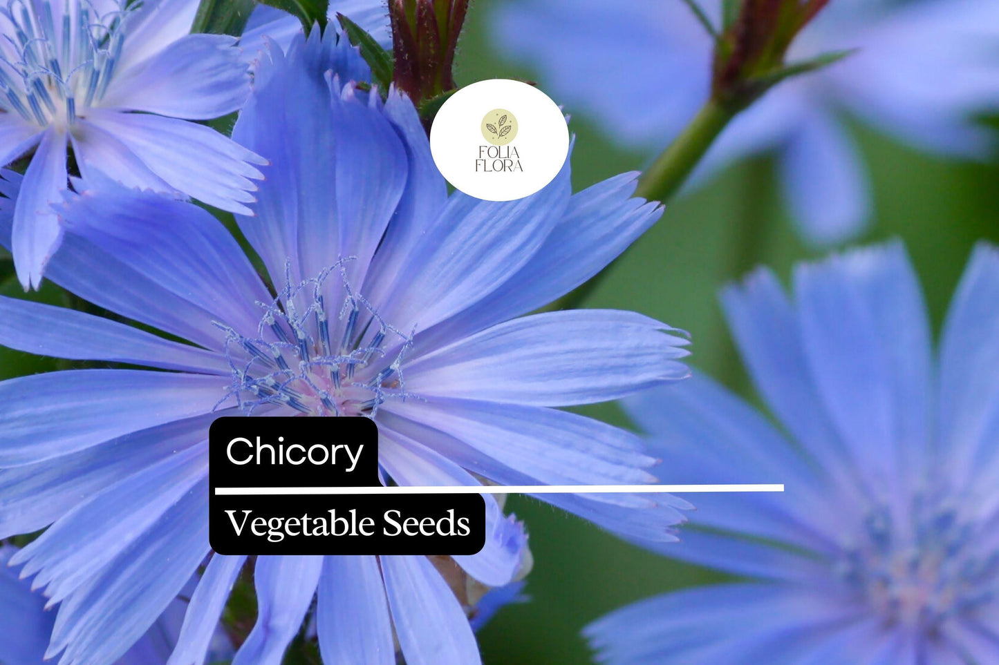 300 Seeds Chicory – Cichorium intybus, Heirloom Vegetable & Coffee Substitute
