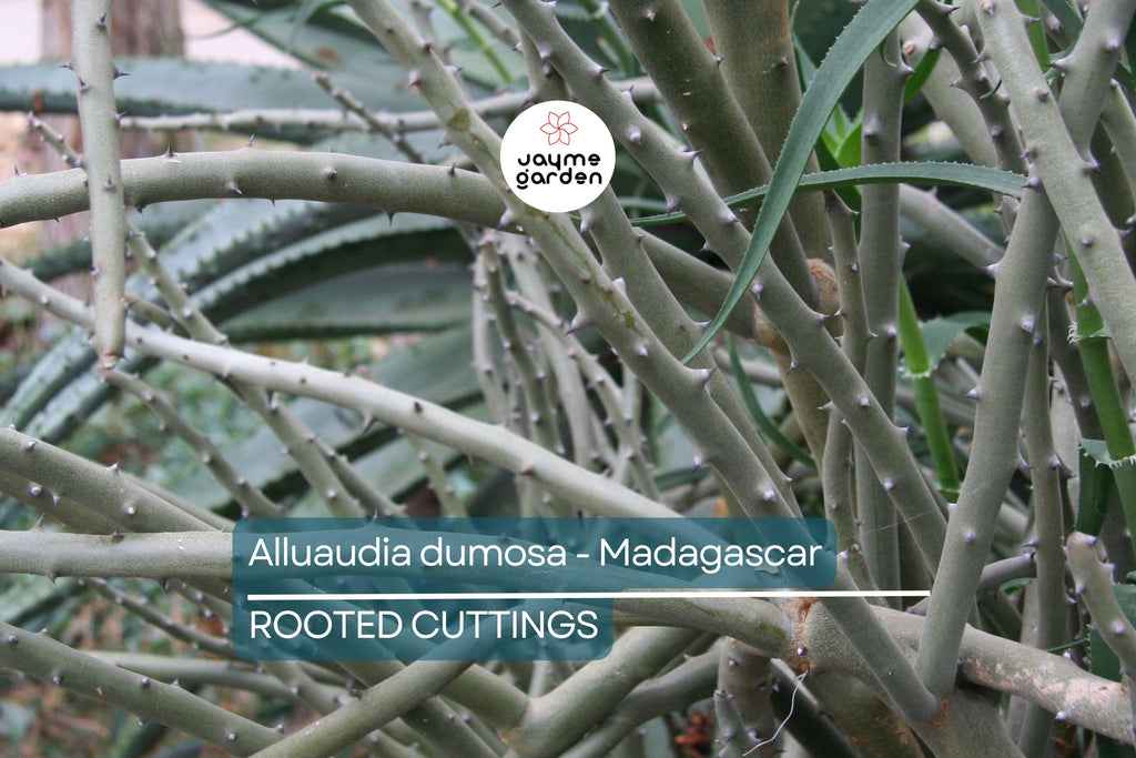 Alluaudia dumosa - Madagascar | Rooted Cutting 8"-12" | Rare Succulent
