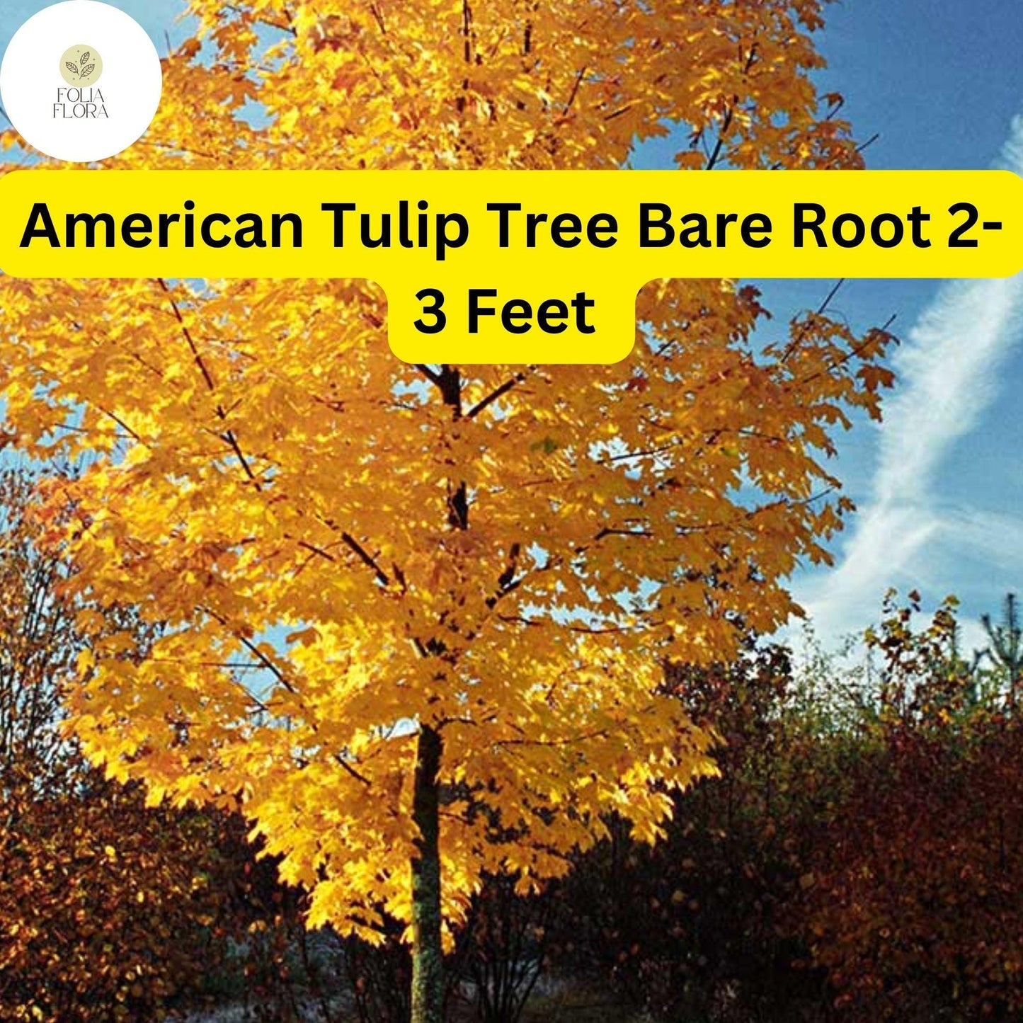 1 Liriodendron tulipifera American Tulip Tree - Live Bare Root Plant 2-3 Feet Tall for Zones 4-9