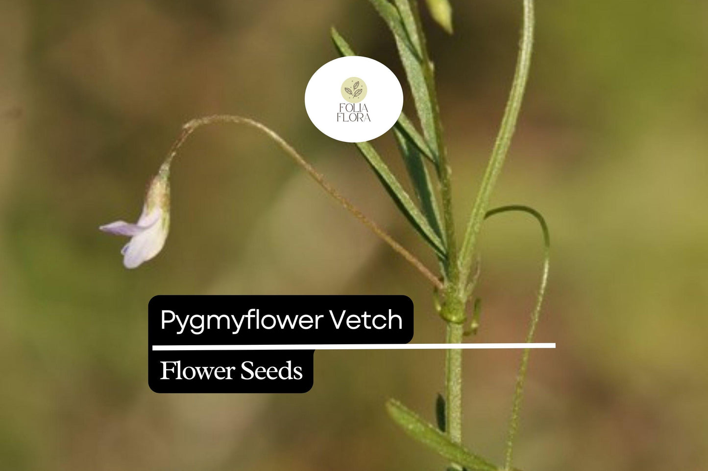 Pygmyflower Vetch Seeds (Vicia minutiflora) | 15 Seeds | Pollinator-Friendly Wildflower | Ground Cover