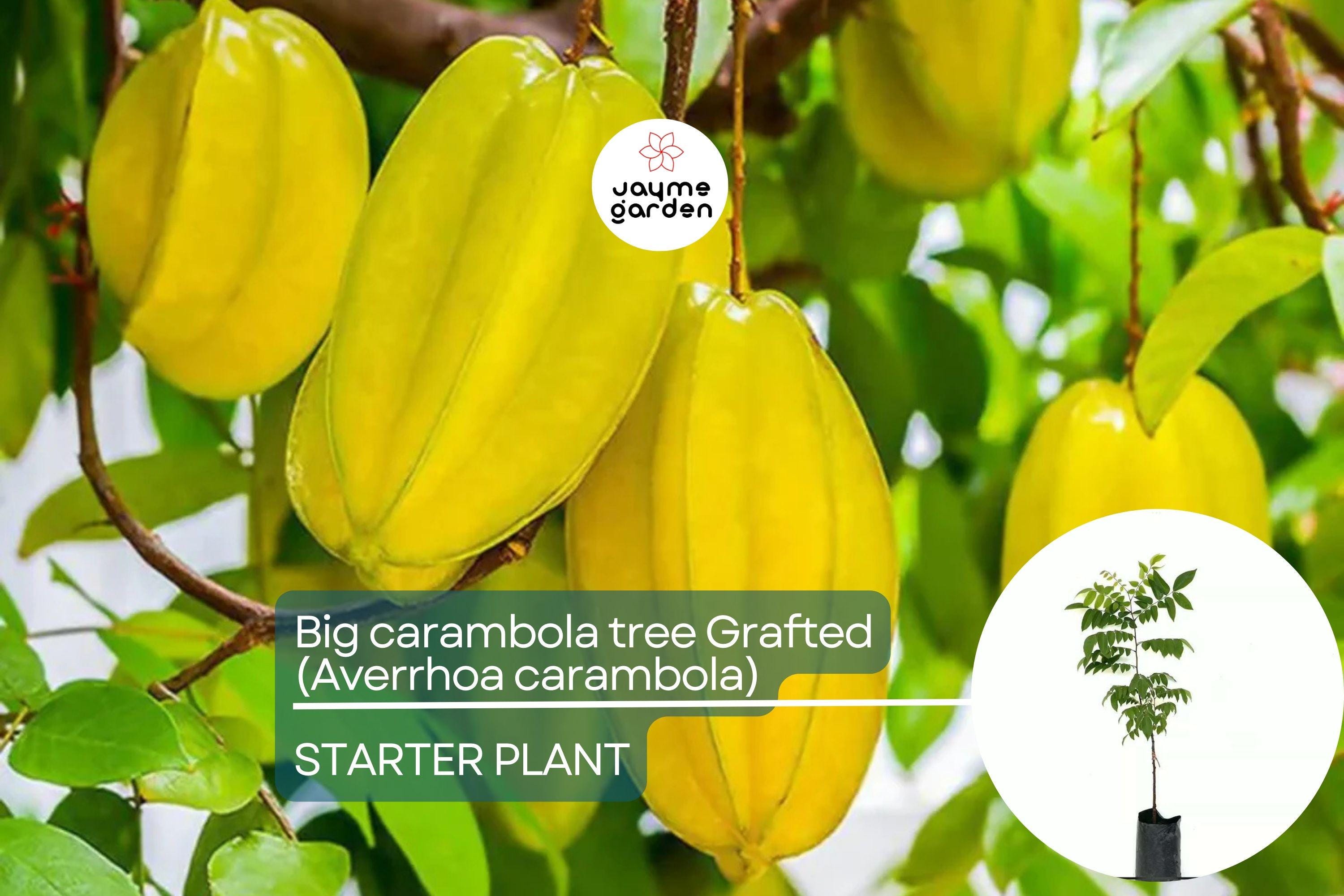 Big Carambola Grafted Tree - Live Averrhoa carambola 2′-3′ Tall | Tropical Starfruit Tree | Sweet-Tart Fruit & Decorative Appeal