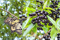 Black Cherry 2 Live Plants 2ft Tall (Prunus serotina) Wild Cherry Tree