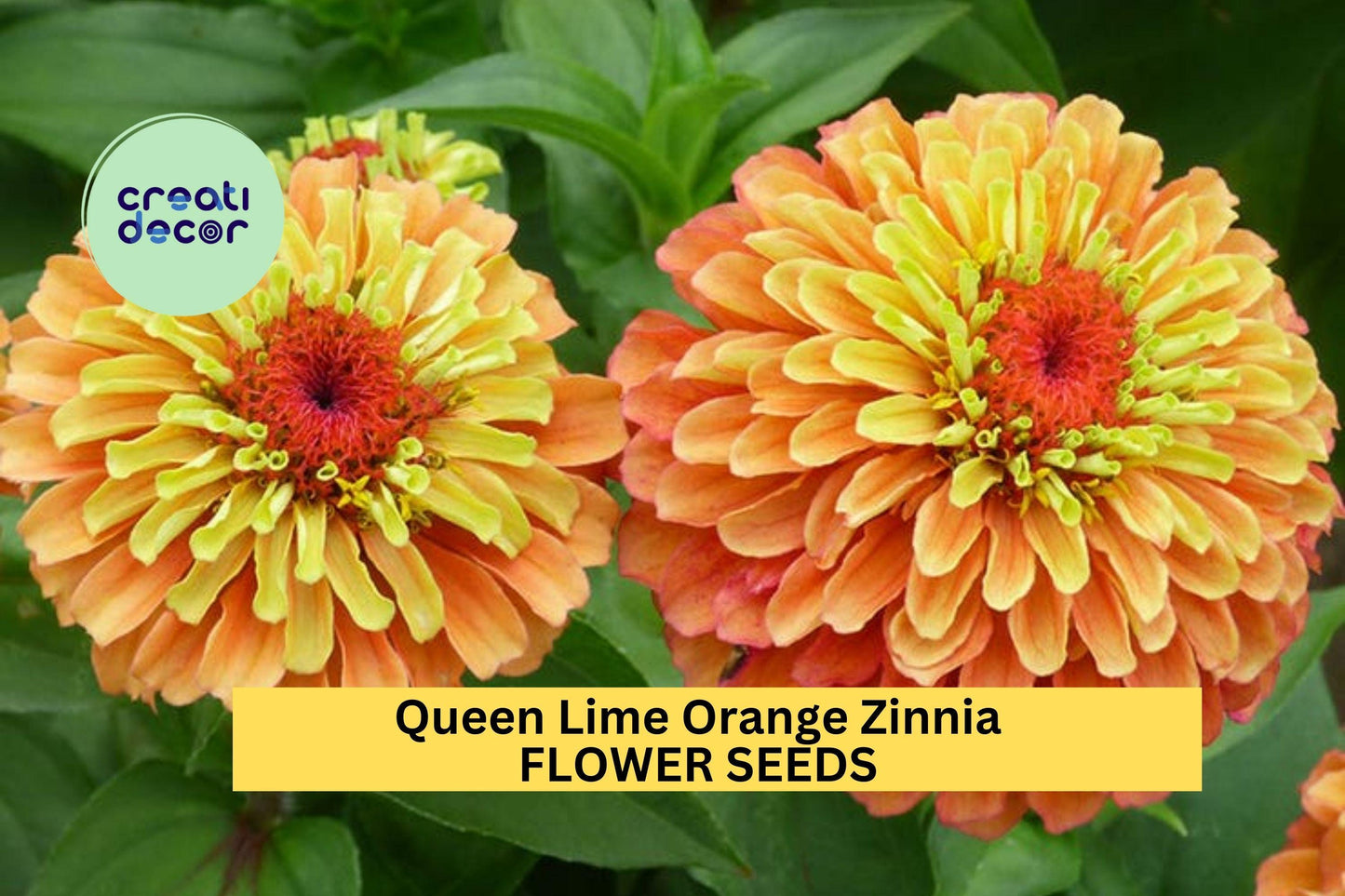 100+ Queen Lime Orange Zinnia Seeds – Unique Bicolor Blooms for Garden Planting, Bold Cut Flowers for Beds & Bouquets – USA