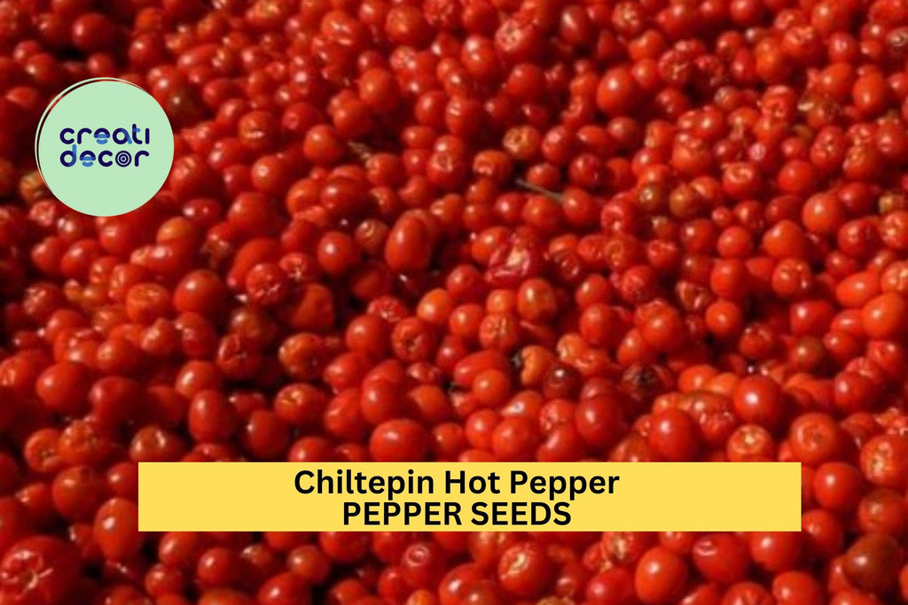 3pcs of 250mg Chiltepin Hot Pepper Seeds – Wild Tiny Peppers with Intense Heat for Salsas,Pickling & Home Garden Planting Seeds for Planting