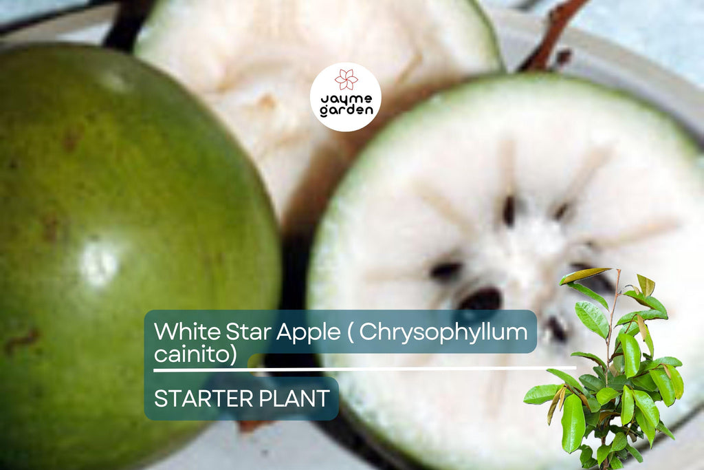White Star Apple Tree Live Tropical Fruit Tree 12"-24" | Caimito Starter Plant | Sweet Juicy Fruit, Easy Care, Container Friendly