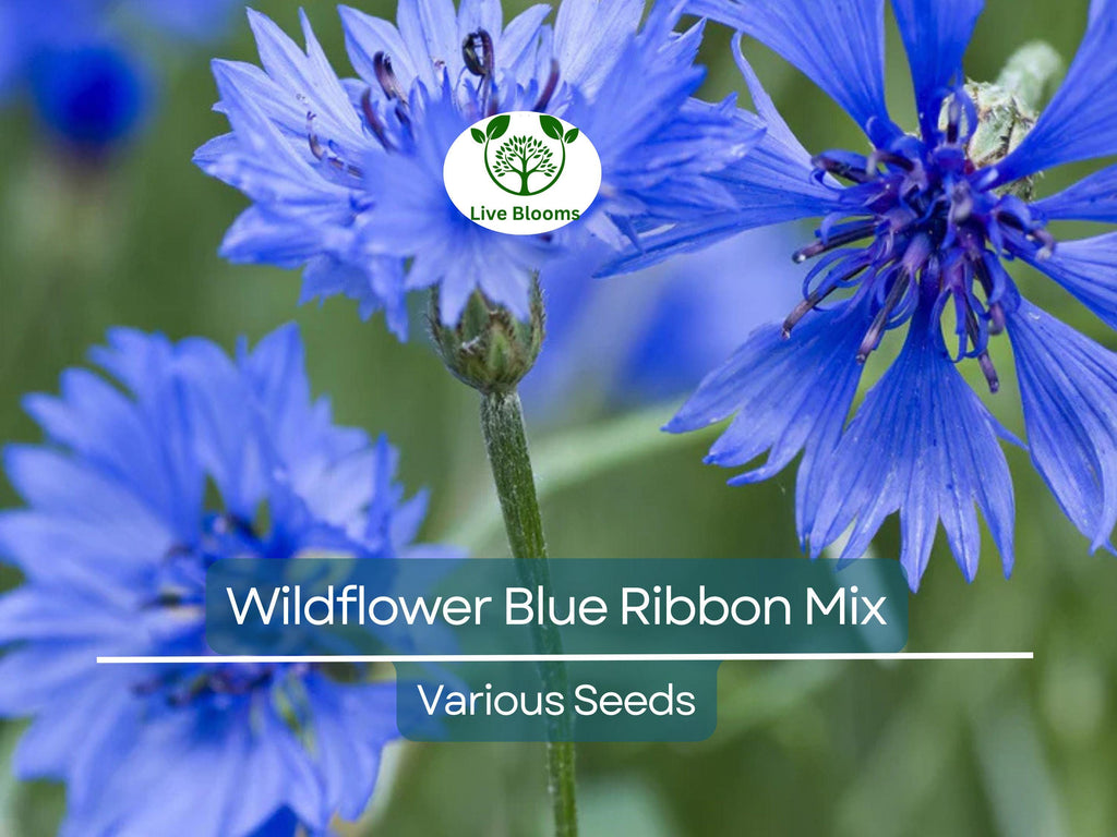 500 Wildflower Seeds - Blue Ribbon Mix | Heirloom, Non-GMO, Pollinator Blend w/ Perennials | Bee, Butterfly & Garden Friendly