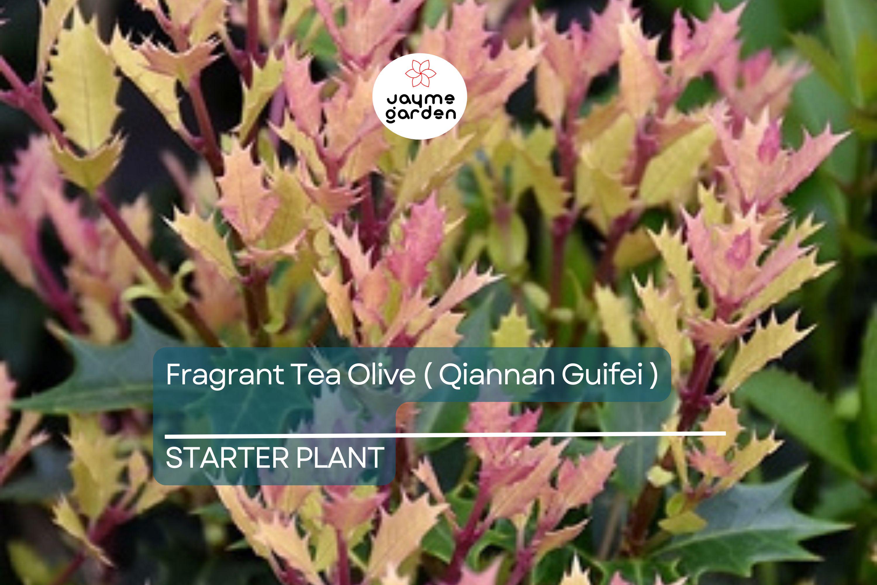 Noble Lady Fragrant Tea Olive | Qiannan Guifei Osmanthus Starter Plant | Stunning Pink & White Foliage | Rare Fragrant Shrub