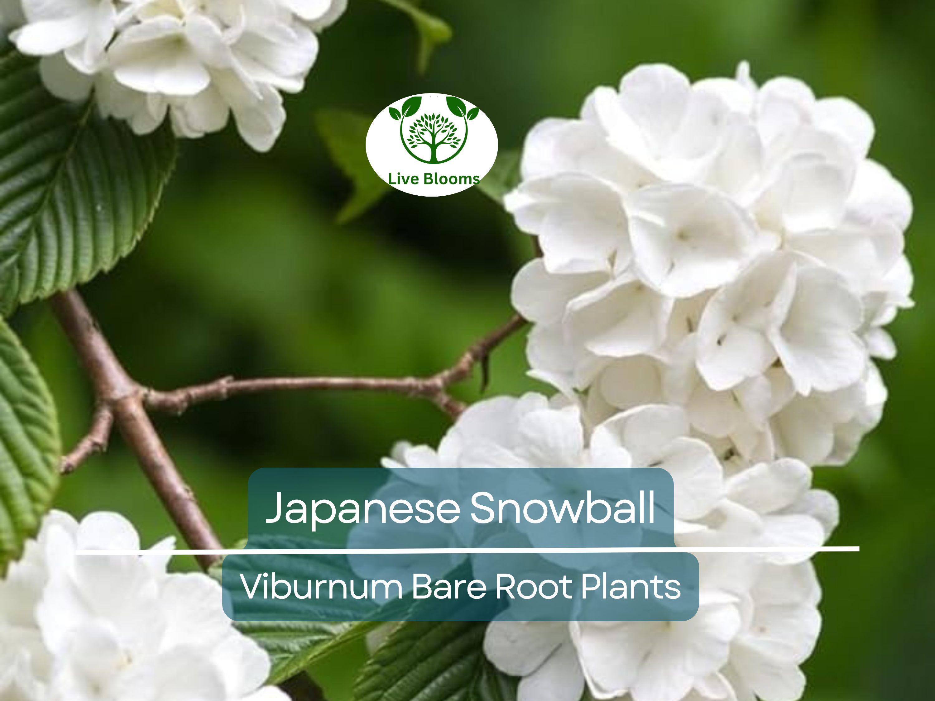 1 Japanese Snowball Viburnum Shrub - 12-18" Bare Root Starter Plant - Viburnum Plicatum Live Plant