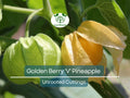 6 Golden Berry 'V' Pineapple Fresh Cuttings for Rooting, Physalis peruviana, Tropical Fruit Plant, Easy to Grow, Delicious Berries