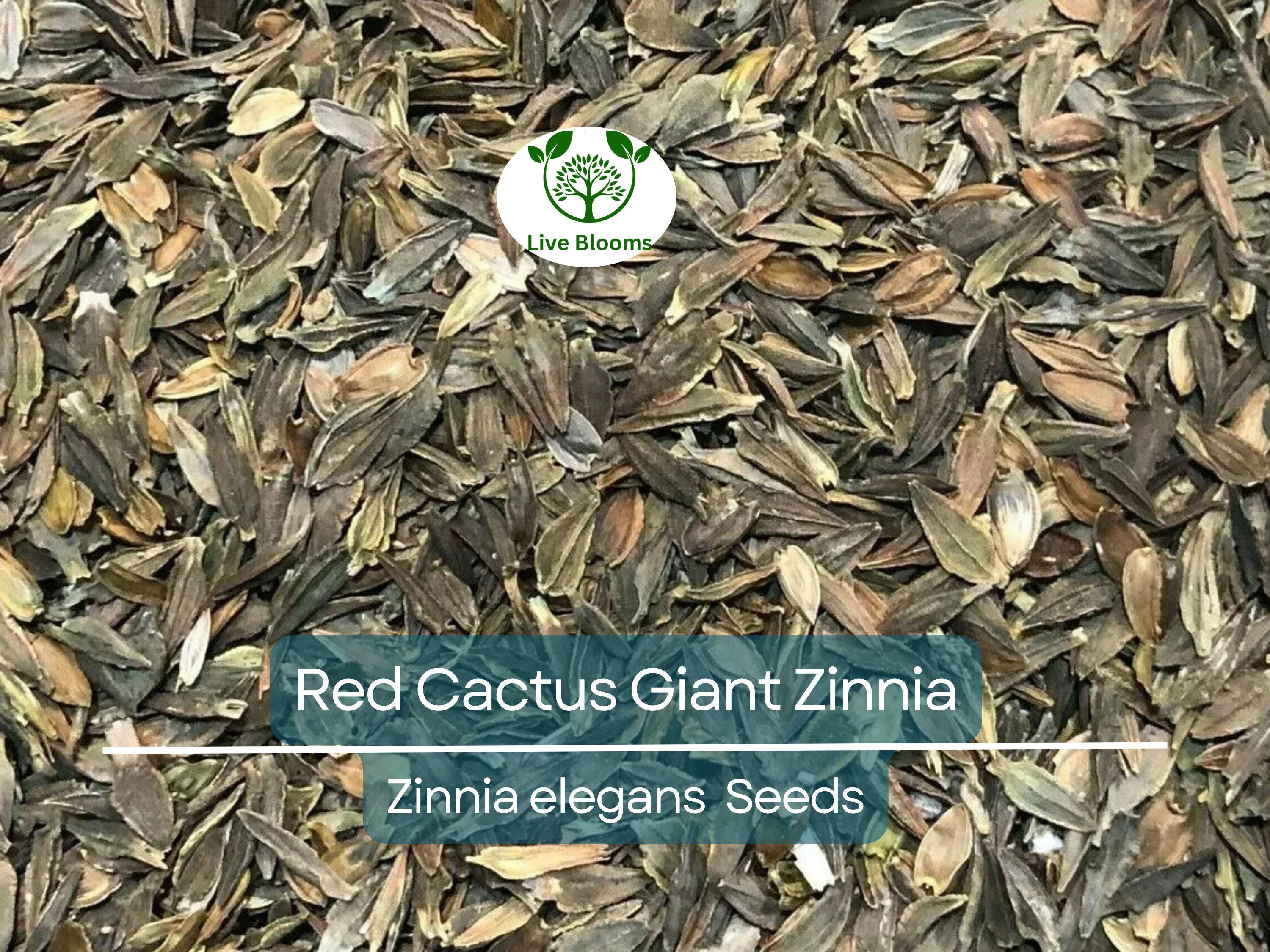 100 Seeds Zinnia Elegans Red Cactus Giant, Huge 4-5" Blooms, Cut Flowers, Non-GMO, Vibrant Garden Blooms