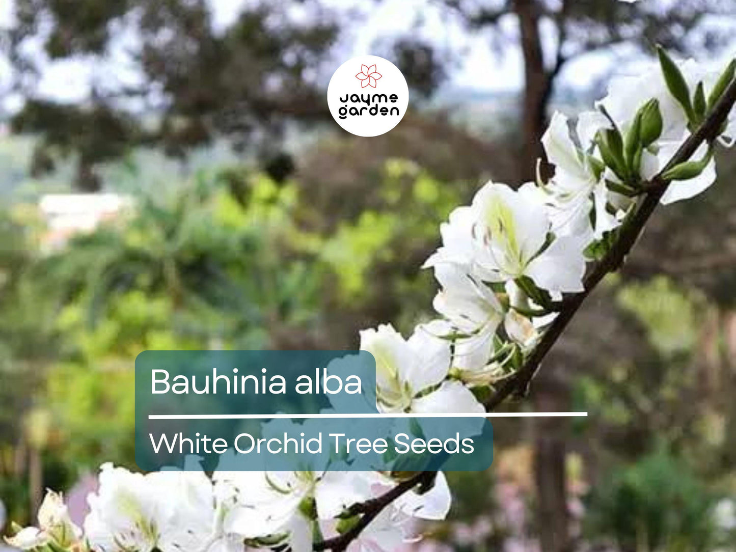 10 Seeds Bauhinia Alba for Planting | White Orchid Tree | Rare White Bauhinia Seeds | Fast Growing Ornamental Flowering Tree for Garden