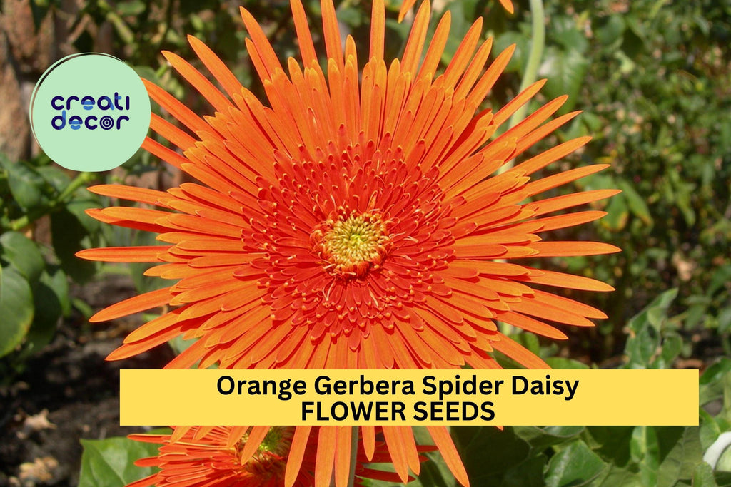 50+ Orange Gerbera Spider Daisy Seeds – Unique Spiky Blooms for Garden Planting, Bright Cut Flowers for Beds & Containers – USA