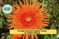 50+ Orange Gerbera Spider Daisy Seeds – Unique Spiky Blooms for Garden Planting, Bright Cut Flowers for Beds & Containers – USA