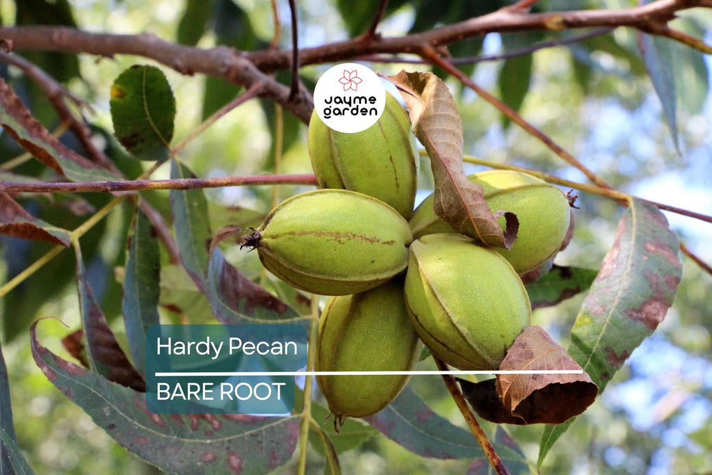 2 Hardy Pecan Tree Seedlings (Bare Root) – Live Nut Trees for Planting