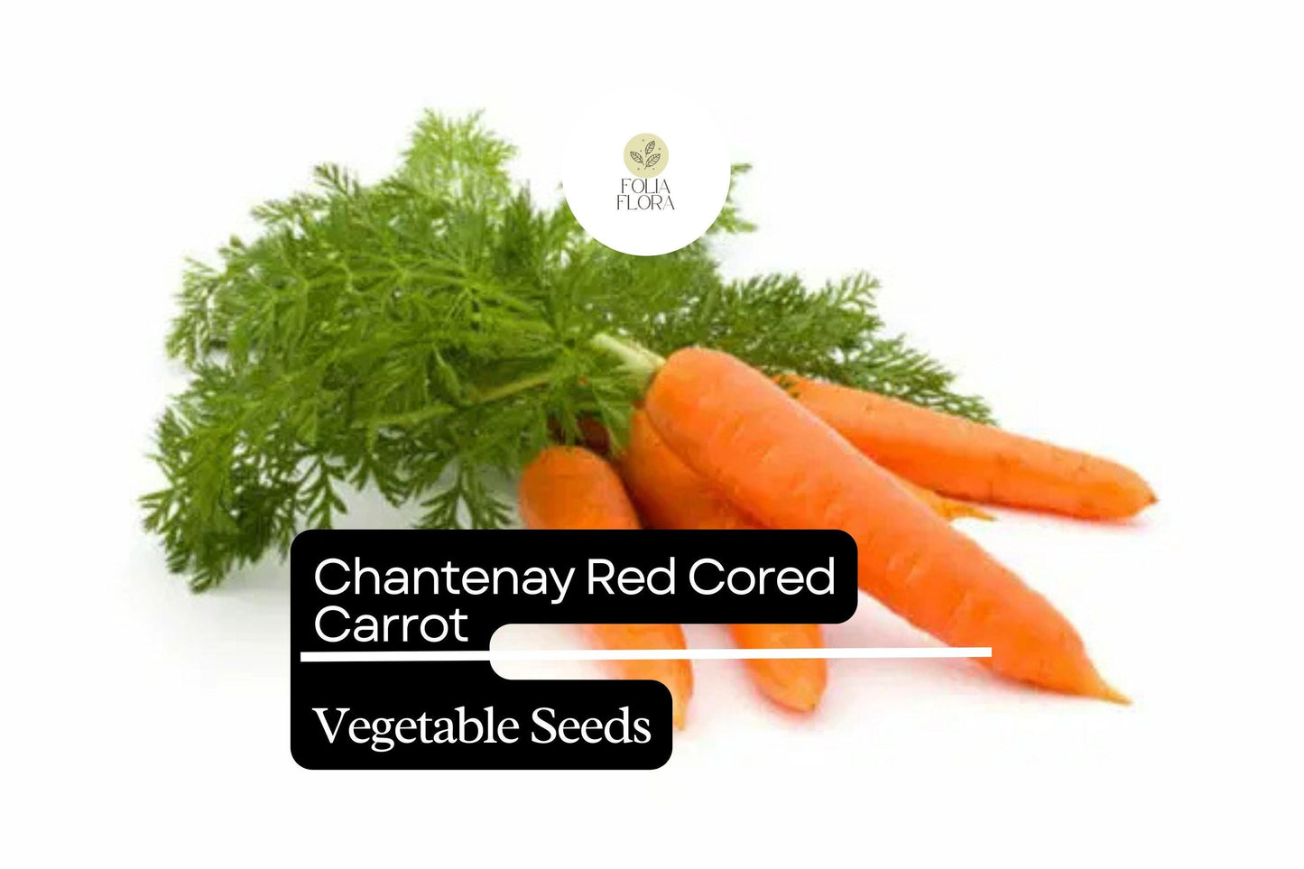 300 Seeds Red Cored Chantenay Carrot (Daucus carota) – Sweet, Crisp Heirloom Variety