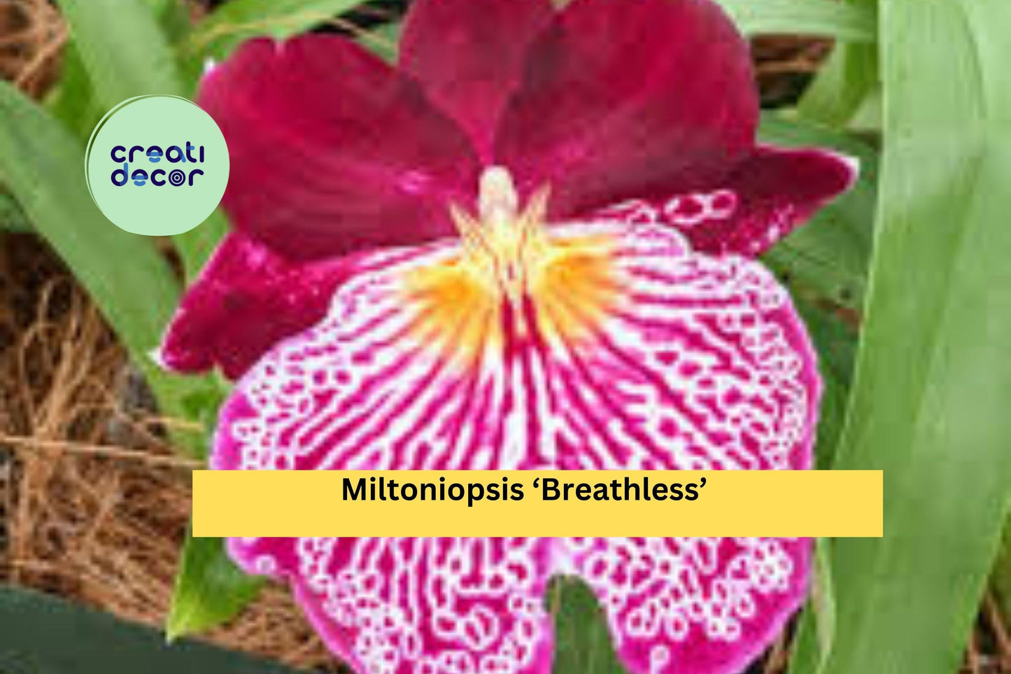 Miltoniopsis ‘Breathless’ Orchid – 1 Bare Root Bulb, Pansy Orchid Starter Plant