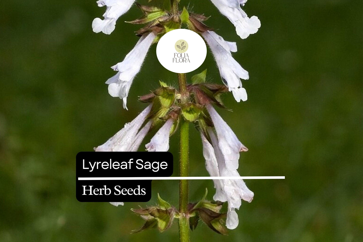 Lyreleaf Sage Seeds (Salvia lyrata) | 25 Seeds | Perennial Wildflower for Pollinators & Ground Cover