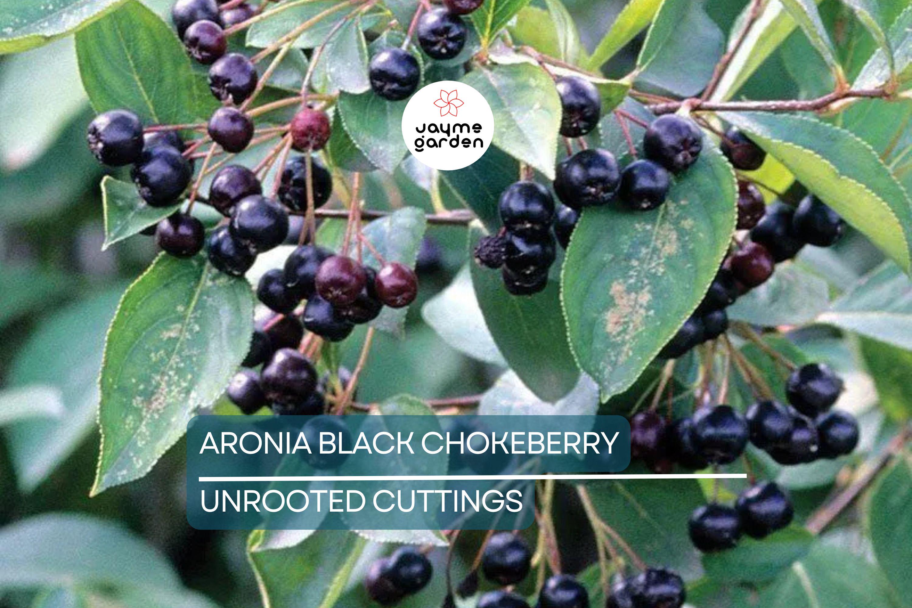 Aronia Black Chokeberry Cuttings - Set of 12 Unrooted, 6-8" Long, Aronia melanocarpa, Ideal for Propagation