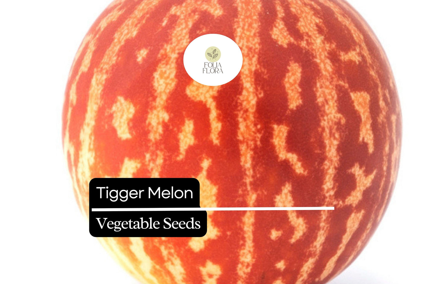 10 Seeds Tigger Melon (Cucumis melo) – Unique Heirloom Melon with Striking Stripes and Sweet Fragrant Flesh