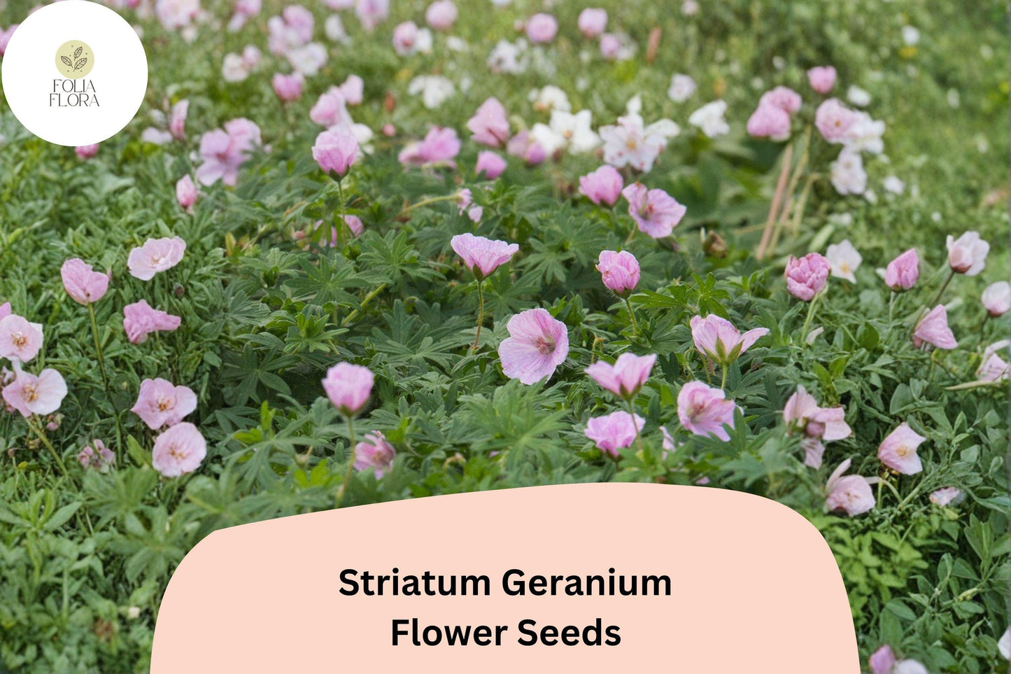 25+ Striatum Geranium Seeds | Hardy Perennial Cranesbill | Pink Blooms for Garden Beds, Borders & Ground Cover