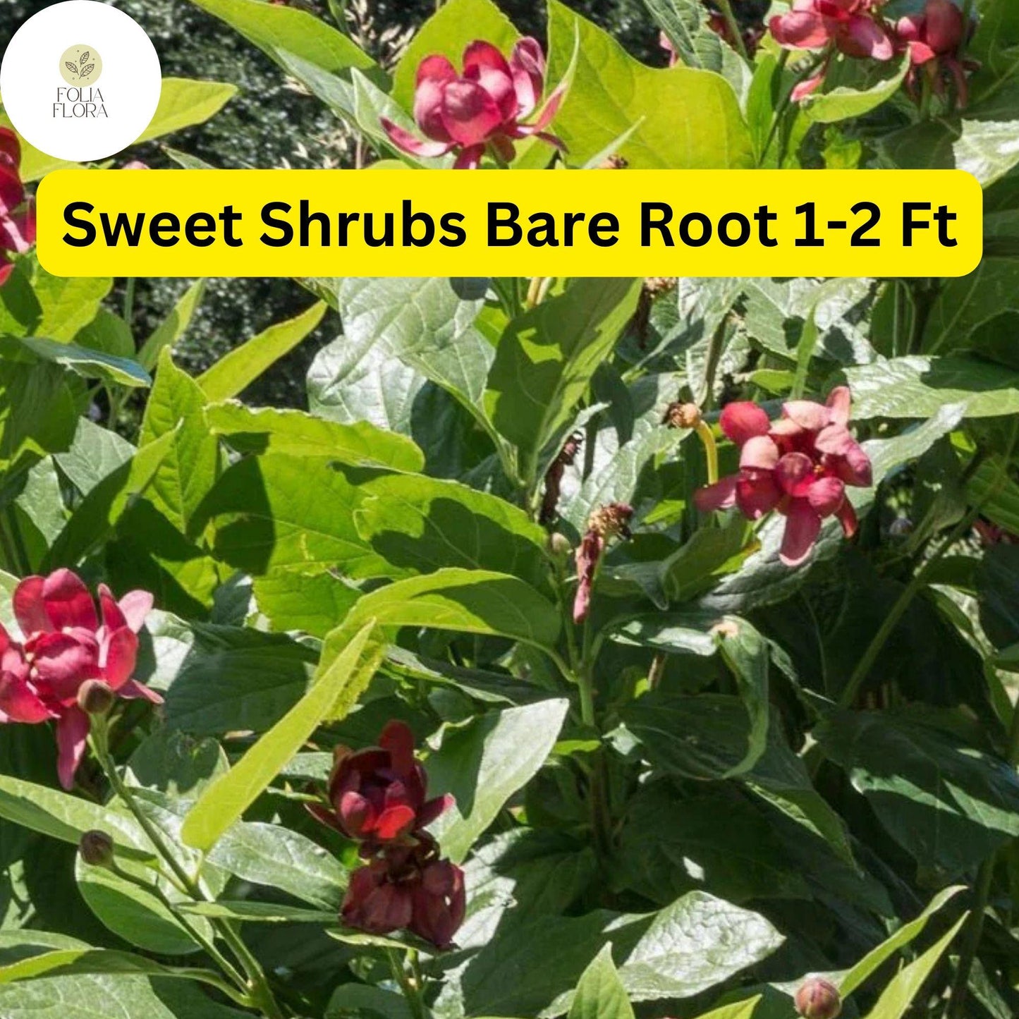 2 Bare Root Sweet Shrubs (Calycanthus floridus) 1-2 Ft Tall Live Flowering Shrubs Ready to Plant