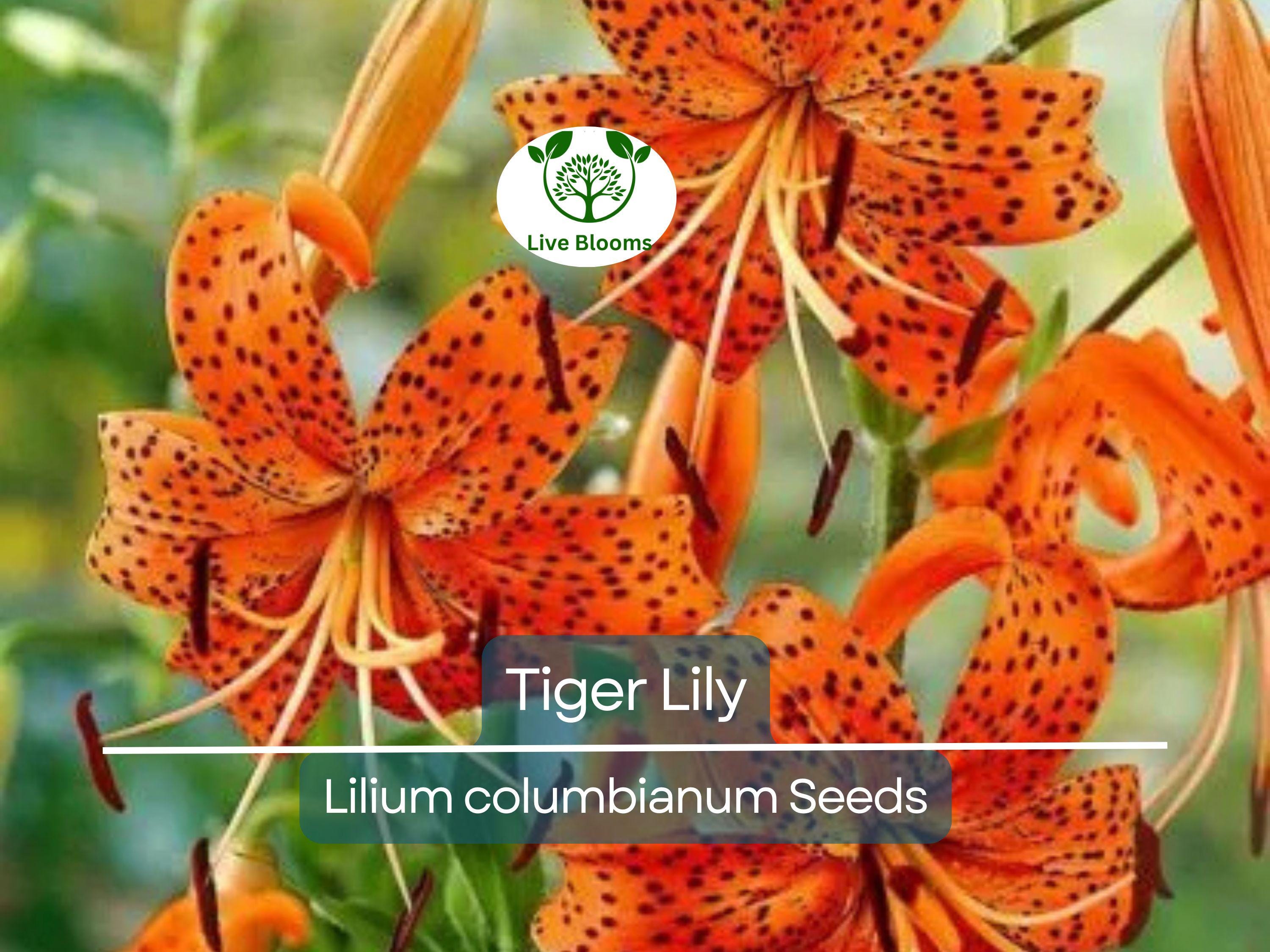 20 Tiger Lily Seeds | Lilium columbianum, Spotted Orange Flowers, Hardy Perennial, Non-GMO, Beautiful Garden Flower, Easy-to-Grow Bulb