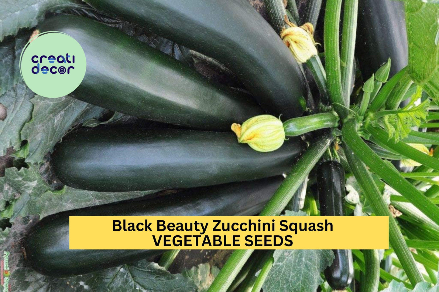 25+ Black Beauty Zucchini Seeds – Fast-Growing Summer Squash for Garden Planting, High-Yielding Heirloom Variety – USA