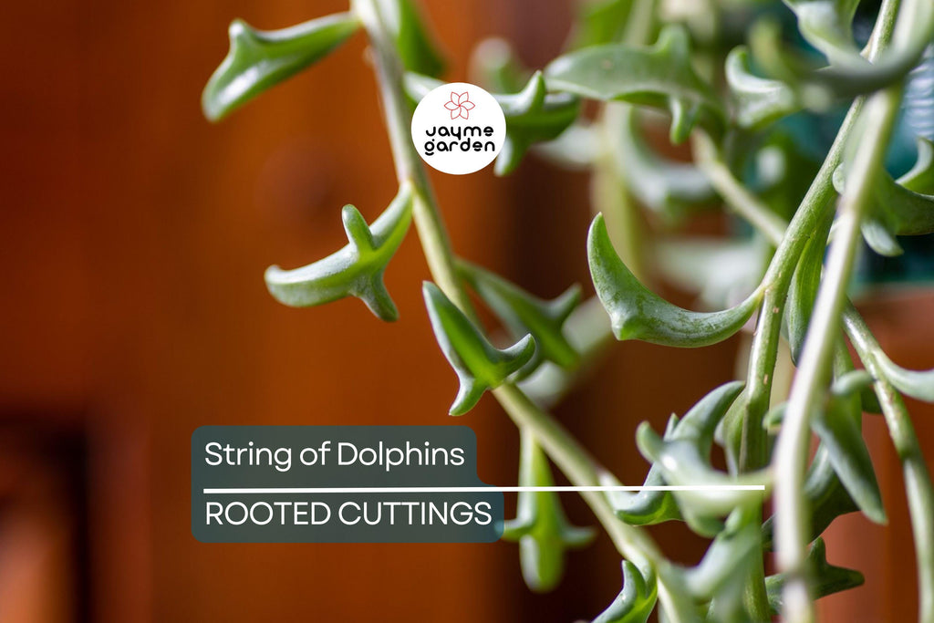 12 Cuttings String of Dolphins Senecio peregrinus Succulent Plant (4-8 Inches)